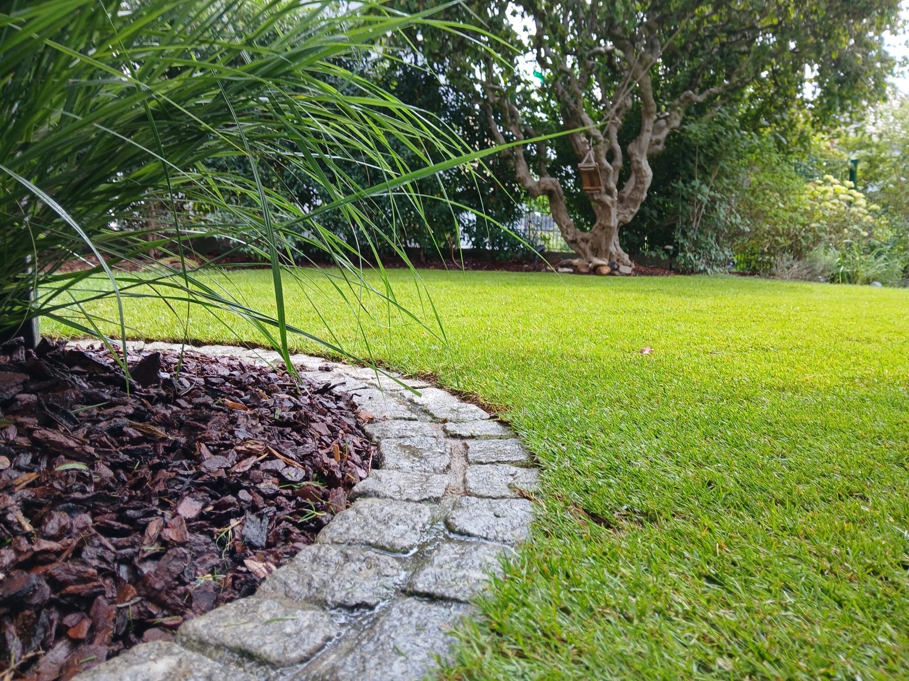 Gepflegter Rasen mit sauberer Kante, Rindenmulch und geschnittener Hecke